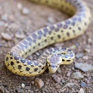 Pacific Gopher Snake (Pituophis catenifer catenifer)