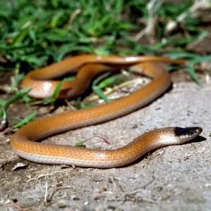 Plain black headed snake (Tantilla nigriceps)