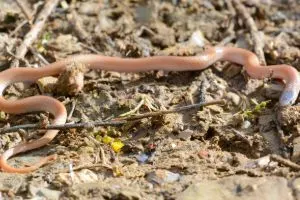 Plains Black-headed Snake (Tantilla nigriceps)