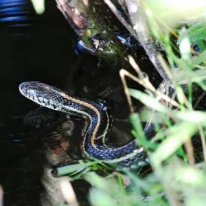 Plains Garter Snake trying to swim away (Thamnophis radix)