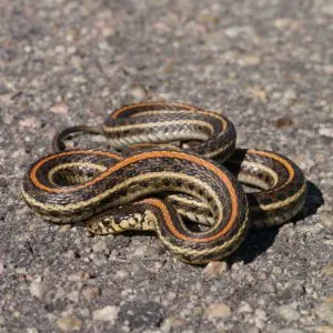 Plains Garter snake on dirt curled up (Thamnophis radix)