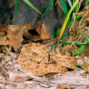 Prairie Rattlesnake (Crotalus viridis) curled up