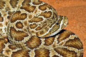 Prairie Rattlesnake ready to strike (Crotalus viridis)