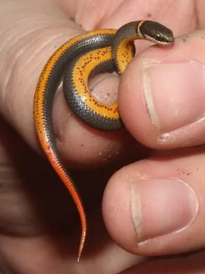 Prairie ring-necked snake (Diadophis punctatus arnyi)