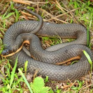 Queensnake (Regina septemvittata) coiled up in grass