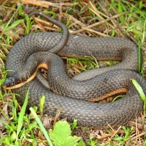 Queensnake (Regina septemvittata)