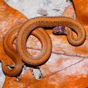 Red belly snake (Storeria occipitomaculata)