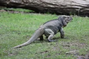 Rhino Iguana (Cyclura cornuta)