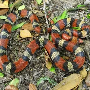 Scarlet Snake (Cemophora coccinea)