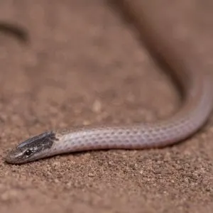 Smiths Black-headed Snake (Tantilla hobartsmithi Taylor)