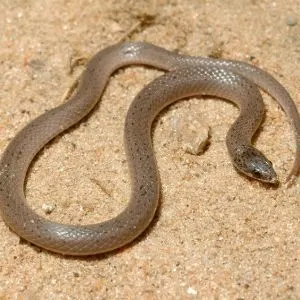 Smooth Earth Snake (Virginia valeriae) in Blackwater River State Forest Florida