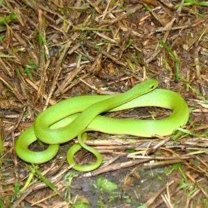 Smooth Green Snake (Opheodrys vernalis)