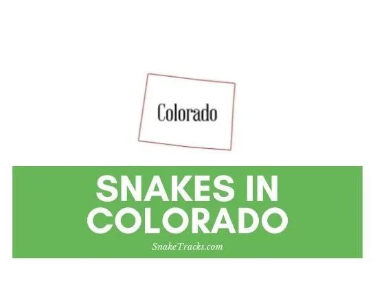 Snakes in Colorado