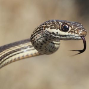 Striped white snake (Coluber Masticophis taeniatus taeniatus)