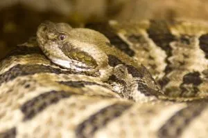 Timber Rattlesnake (Crotalus horridus) curled up