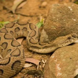 Timber Rattlesnake (Crotalus horridus) resting on rock