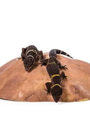 Two chinese cage geckos crawling on fake rock (Goniurosaurus hainanensis)