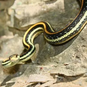 Western Ribbon Snake (Thamnophis proximus)