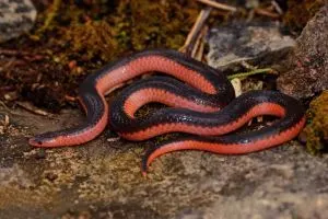 Western Worm Snake (Carphophis vermis)