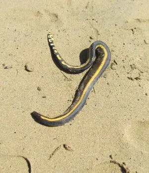 Yellow bellied sea snake (Hydrophis platurus)
