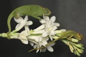 Adult and juvenile fischers chameleon on plant