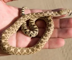 Bull snake (Pituophis catenifer sayi)