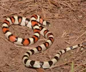 Central Plains Milksnake (Lampropeltis gentilis) from Otero County Colorado by Andrew DuBois