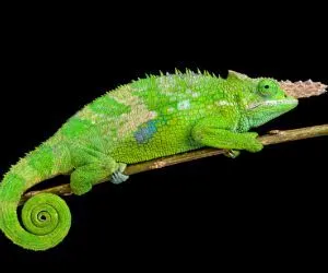 Fischers Chameleon (Kinyongia fischeri) on black