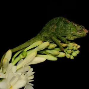 Fischers Chameleon on black background