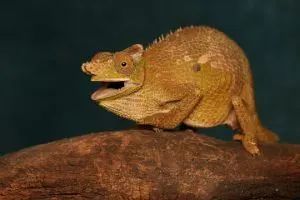 Fischer's chameleon (Kinyongia fischeri) basking with mouth open