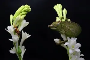 Fischers chameleon about to eat a cricket