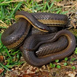 Grahams Crayfish Snake (Regina grahamii) by Peter Paplanus