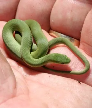 Juvenile Smooth Greensnake (Opheodrys vernalis)