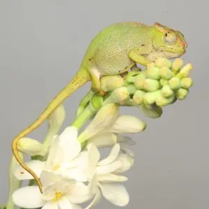 Juvenile fischers chameleon on plant