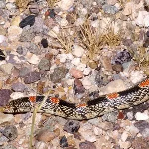 Longnose Snake (Rhinocheilus lecontei) in West Texas