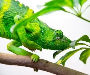 Meller's Chameleon (Trioceros melleri) on branch with foliage around