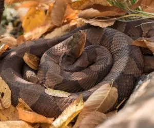 Northern Copperheads (Agkistrodon contortrix mokasen)