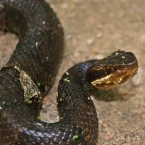 Northern Cotton Mouth (Agkistrodon piscivorus leucostoma)