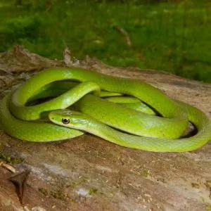 Northern Rough Green snake (Opheodrys aestivus aestivus) by Anne Devan-Song