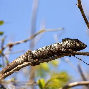 Petter's chameleon (Furcifer petteri) holding onto thin branch firmly