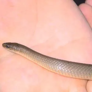 Rough Earth Snake (Haldea striatula)