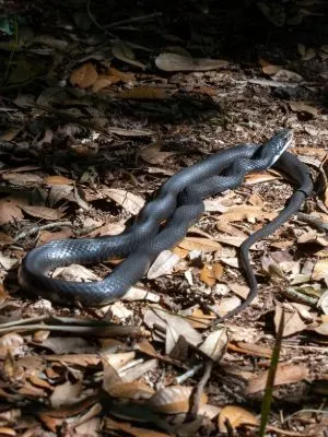 Southern Black Racer in the woods
