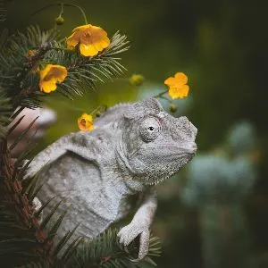 The Oustalets or Malagasy giant chameleon (Furcifer oustaleti) with yellow flowers