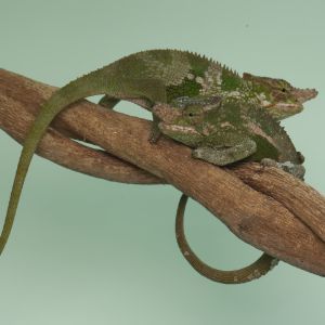 Two Fischers Chameleons on branch