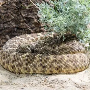 Western Diamondback Rattlesnake (Crotalus atrox)