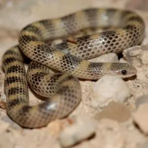 Western Ground Snake (Sonora semiannulata) in Western Texas