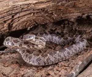 Western Hognose Snake (Heterodon nasicus)