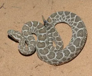 Western Massasauga (Sistrurus catenatus tergeminus) in Garza County Texas