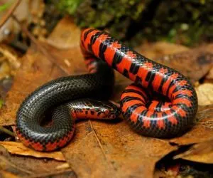 Western Mud Snake (Farancia abacura reinwardtii)