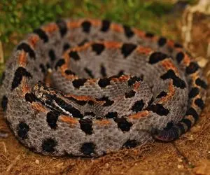 Western Pygmy Rattlesnake (Sistrurus miliarius streckeri) found in Wayne County, Missouri